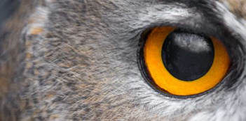 bases-concurso-airpods